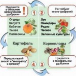 Цикл севоборота овощей